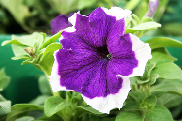 Similar image 202697