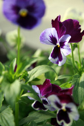 Similar image 203056