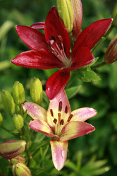 Similar image 203374