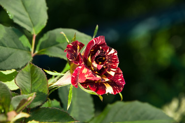 Similar image 203743