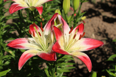 Similar image 203910