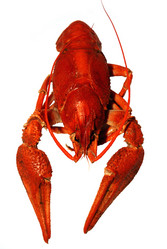 Similar image 204257