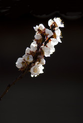 Similar image 204349