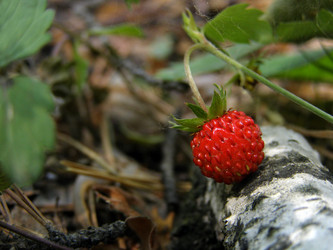 Similar image 204357