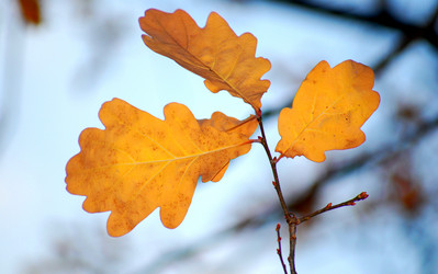 Similar image 204367