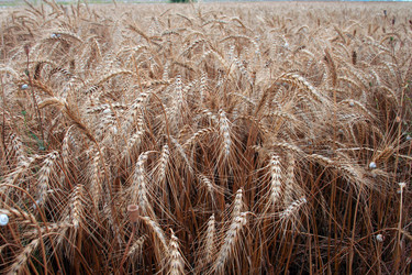 Similar image 204377