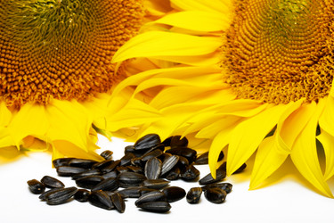 Similar image 204437