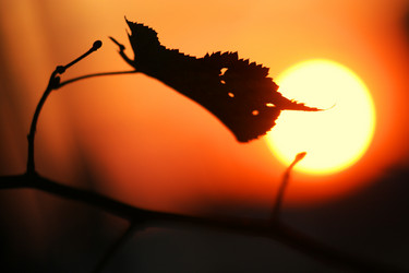 Similar image 204599