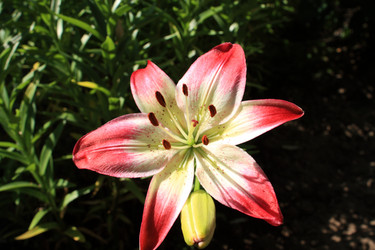 Similar image 204690