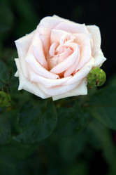 Similar image 204702