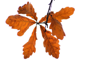 Similar image 204765