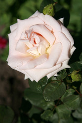 Similar image 204809