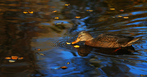 Similar image 204817