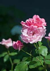 Similar image 204982