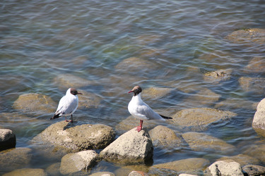 Similar image 204983