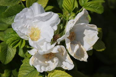 Similar image 204985