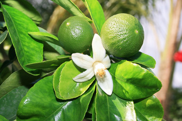 Similar image 205308