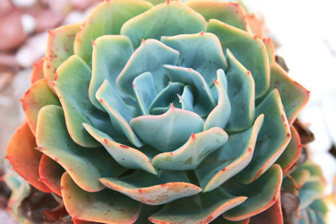 Similar image 205338