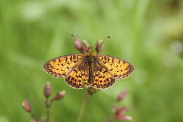 Similar image 205454