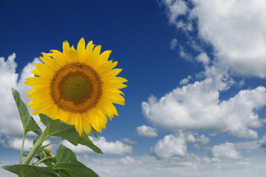 Similar image 206311