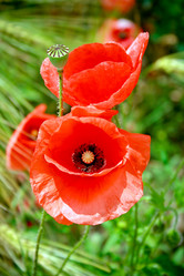 Similar image 206412