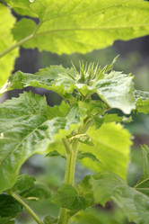 Similar image 206664