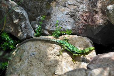 Similar image 206890