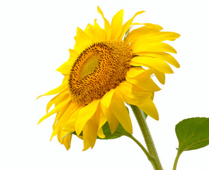 Similar image 207225