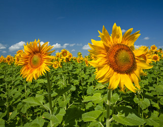 Similar image 207251