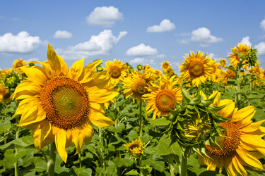 Similar image 207291