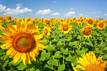 Similar image 207292