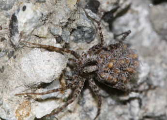 Similar image 207307