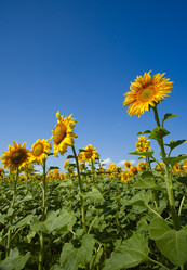 Similar image 207385