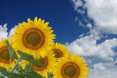 Similar image 207386