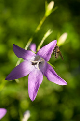 Similar image 207857