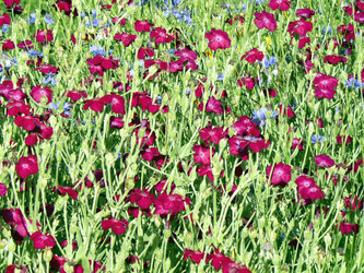 Similar image 208507