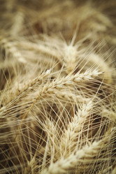 Similar image 208865