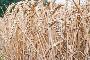 Similar image 209532