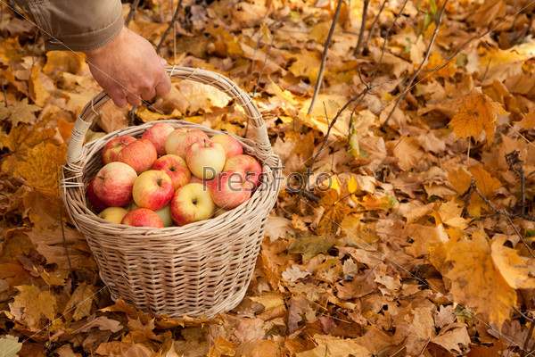 Корзинка с яблоками среди осенних листьев