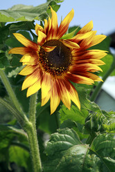 Similar image 209689