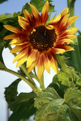 Similar image 209874