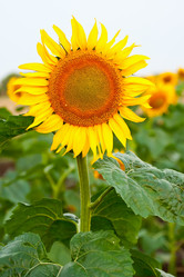 Similar image 209947