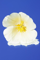 Similar image 211067