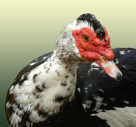 Similar image 211153