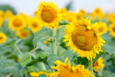 Similar image 211264