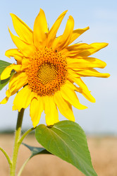 Similar image 211267