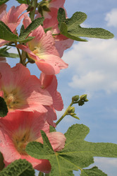 Similar image 211307