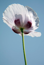 Similar image 211367