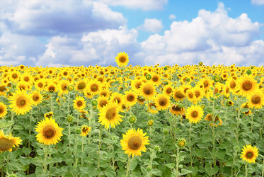 Similar image 211445