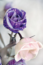 Similar image 212553